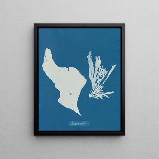You eat rainbows - Anna Atkins — framed artwork on a wall