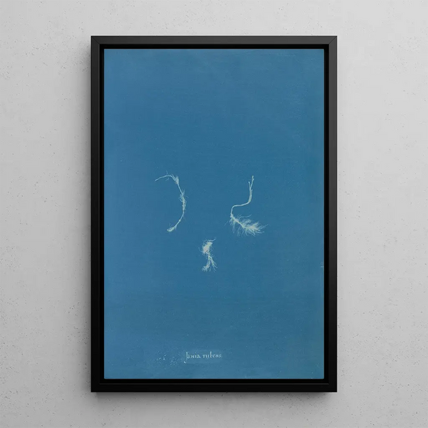 Reproduction of the painting Jania rubens - Anna Atkins