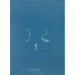 Reproduction of the painting Jania rubens - Anna Atkins