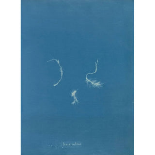 Reproduction of the painting Jania rubens - Anna Atkins