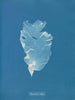 Kalymenia Dubyi - Anna Atkins — artwork view