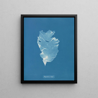 Kalymenia Dubyi - Anna Atkins — framed artwork on a wall