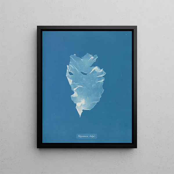 Kalymenia Dubyi - Anna Atkins — framed artwork on a wall
