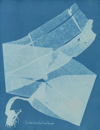 Laminar Bulbous Painting - Anna Atkins — artwork view