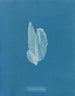 La laminaire est faible - Anna Atkins — artwork view