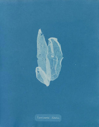 La laminaire est faible - Anna Atkins — artwork view