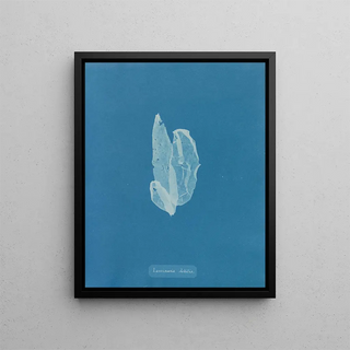 La laminaire est faible - Anna Atkins — framed artwork on a wall