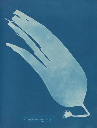 Digital Laminar Painting - Anna Atkins — artwork view