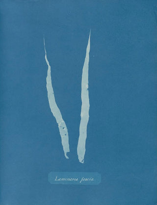 Laminar fascia painting - Anna Atkins — artwork view