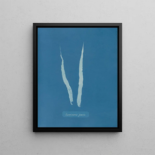 Laminar fascia painting - Anna Atkins — framed artwork on a wall