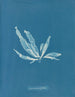 Laminaria phyllitis painting - Anna Atkins — artwork view