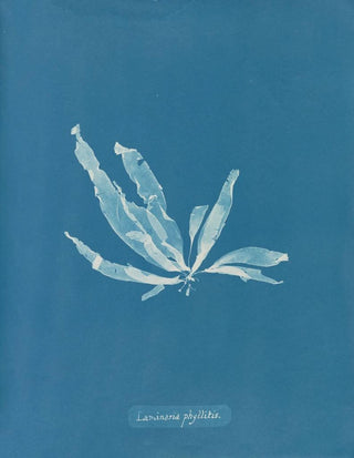 Laminaria phyllitis painting - Anna Atkins — artwork view