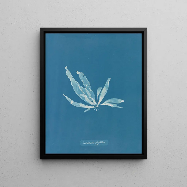 Laminaria phyllitis painting - Anna Atkins — framed artwork on a wall