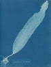 Laminaria saccharina painting - Anna Atkins — artwork view