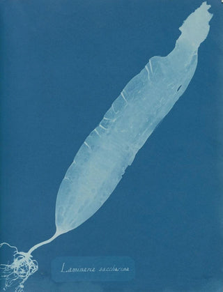 Laminaria saccharina painting - Anna Atkins — artwork view