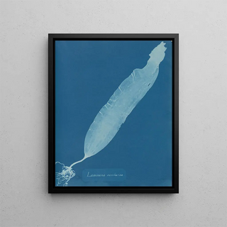 Laminaria saccharina painting - Anna Atkins — framed artwork on a wall