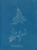 Laurencia dasyphylla - Anna Atkins — artwork view