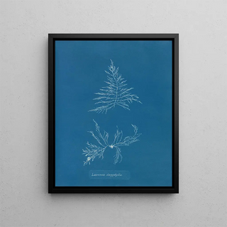 Laurencia dasyphylla - Anna Atkins — framed artwork on a wall
