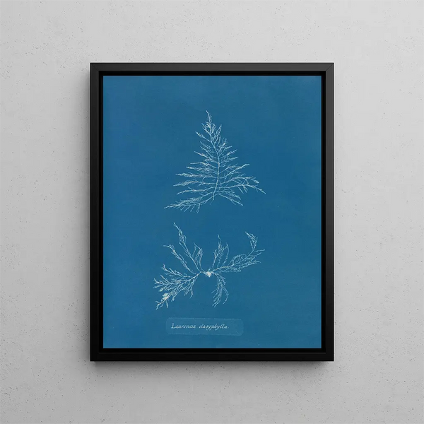Laurencia dasyphylla - Anna Atkins — framed artwork on a wall