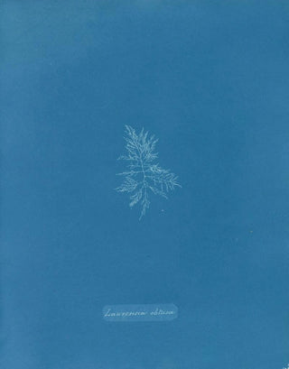 Laurence was obtuse - Anna Atkins — artwork view