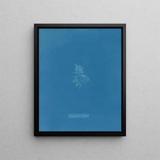 Laurence was obtuse - Anna Atkins — framed artwork on a wall