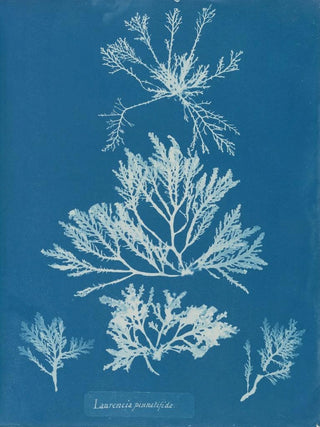 Laurencia pinnatifida - Anna Atkins — artwork view