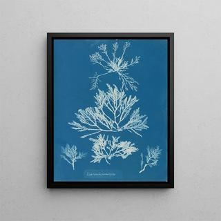 Laurencia pinnatifida - Anna Atkins — framed artwork on a wall