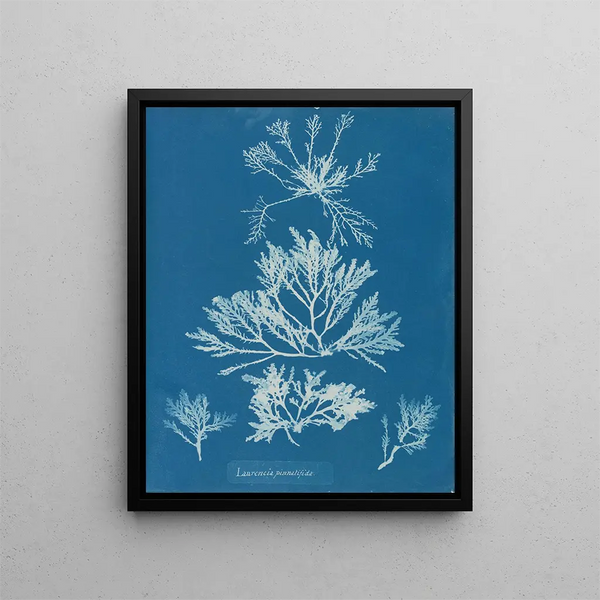 Laurencia pinnatifida - Anna Atkins — framed artwork on a wall