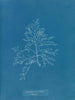 Laurencia pinnatifida en angusta - Anna Atkins — artwork view