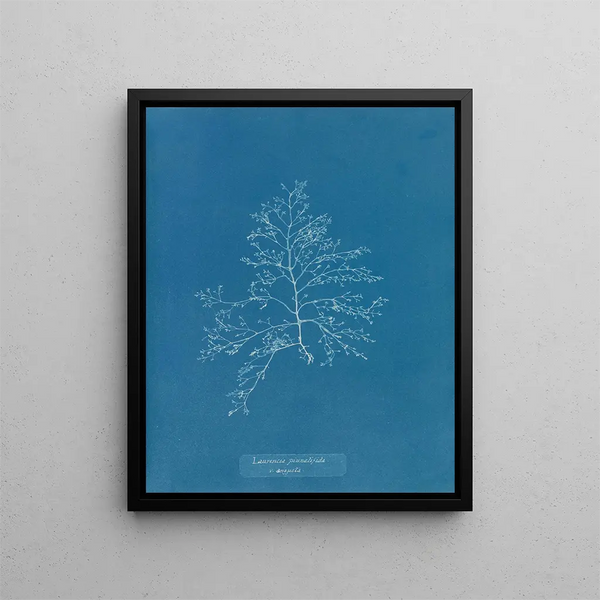 Laurencia pinnatifida en angusta - Anna Atkins — framed artwork on a wall