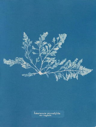 Laurencia pinnatifida var. angusta - Anna Atkins — artwork view