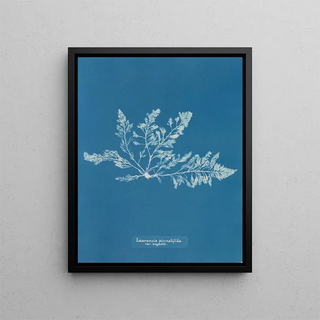 Laurencia pinnatifida var. angusta - Anna Atkins — framed artwork on a wall