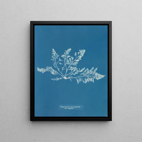 Laurencia pinnatifida var. angusta - Anna Atkins — framed artwork on a wall
