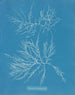 Laurence's painting is very thin - Anna Atkins — artwork view