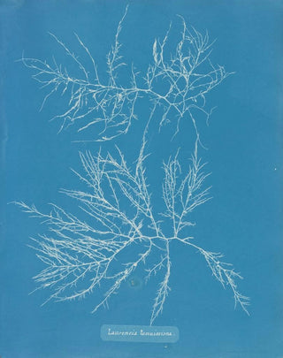 Laurence's painting is very thin - Anna Atkins — artwork view