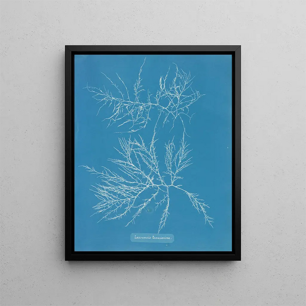 Laurence's painting is very thin - Anna Atkins — framed artwork on a wall