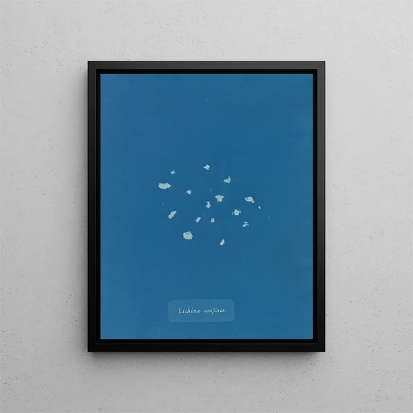 Bordure de lichen - Anna Atkins — framed artwork on a wall