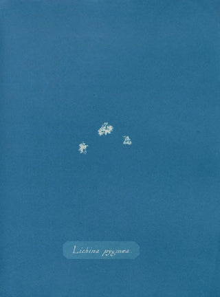 Lichina pygma - Anna Atkins — artwork view