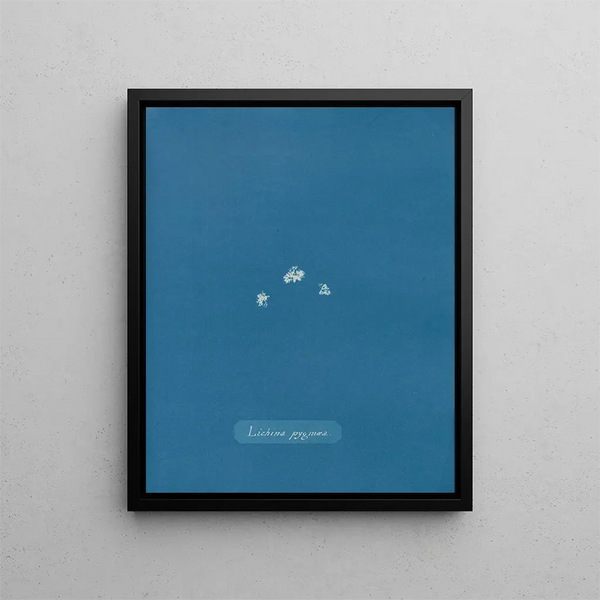 Lichina pygma - Anna Atkins — framed artwork on a wall