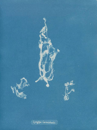 Lyngbya Carmichaelii - Anna Atkins — artwork view