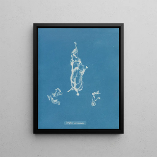 Lyngbya Carmichaelii - Anna Atkins — framed artwork on a wall