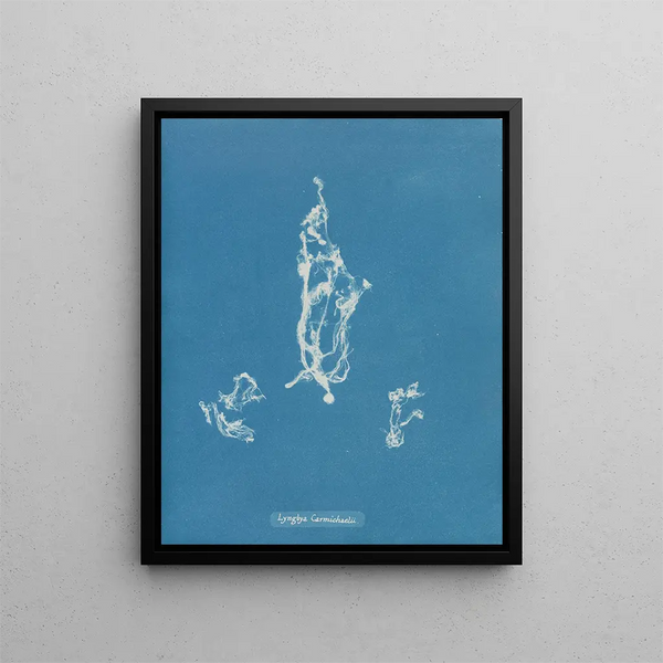 Lyngbya Carmichaelii - Anna Atkins — framed artwork on a wall