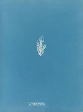 Lyngbya flacca - Anna Atkins — artwork view