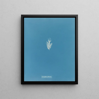 Lyngbya flacca - Anna Atkins — framed artwork on a wall