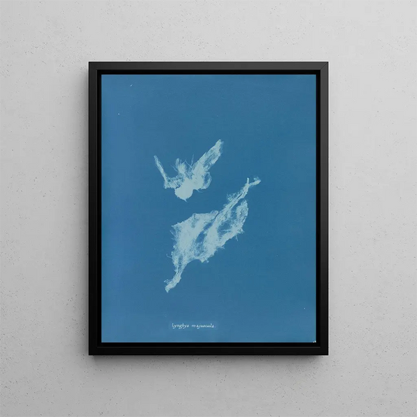 Lyngbya majuscula - Anna Atkins — framed artwork on a wall