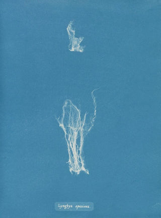 Lyngbya speciosa - Anna Atkins — artwork view