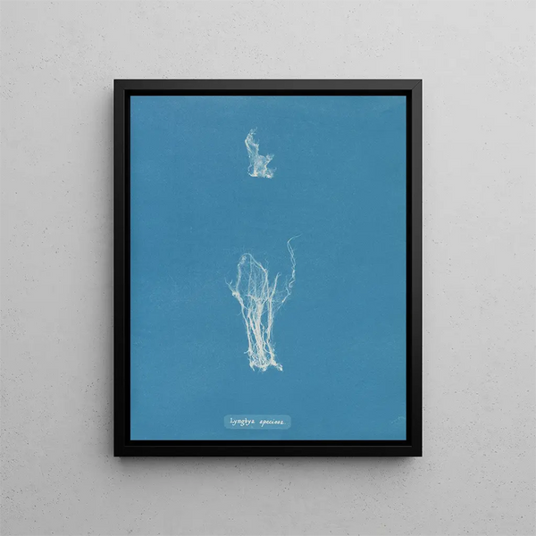 Lyngbya speciosa - Anna Atkins — framed artwork on a wall