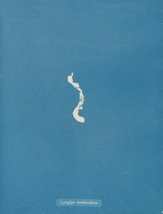 Lyngbya vermicularis - Anna Atkins — artwork view