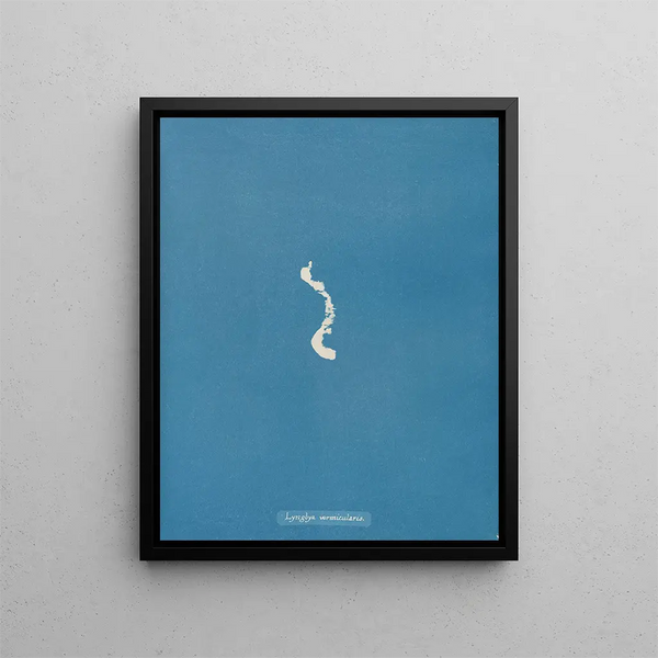 Lyngbya vermicularis - Anna Atkins — framed artwork on a wall