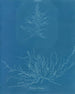 Mesogloia Hudsonii - Anna Atkins — artwork view